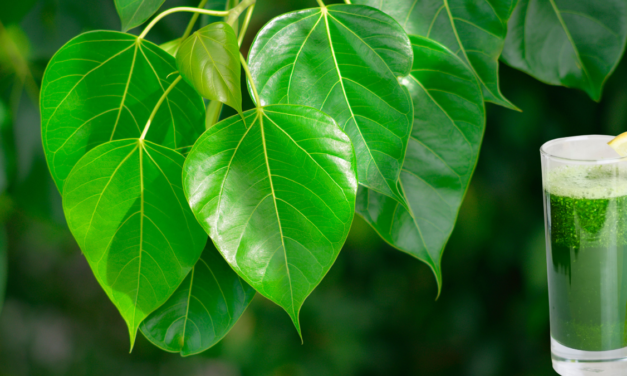 Pimple leaf juice: पिंपल के पत्ते का जूस पीना सेहत के लिए बहुत फायदेमंद होता है !!